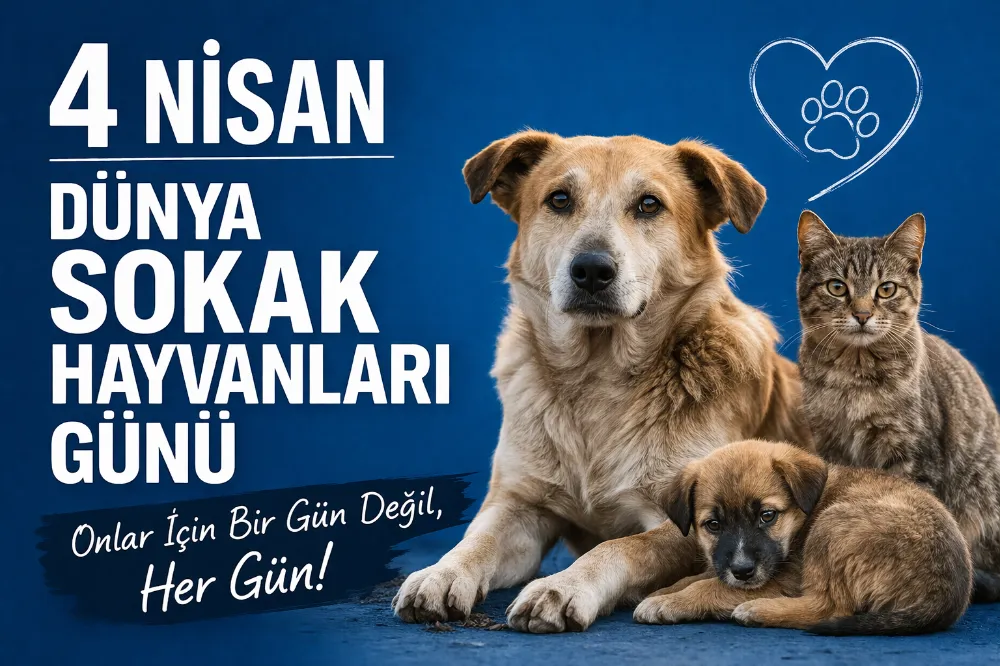 4 NİSAN DÜNYA SOKAK HAYVANLARI GÜNÜ’NDE KUTLAMA YOK