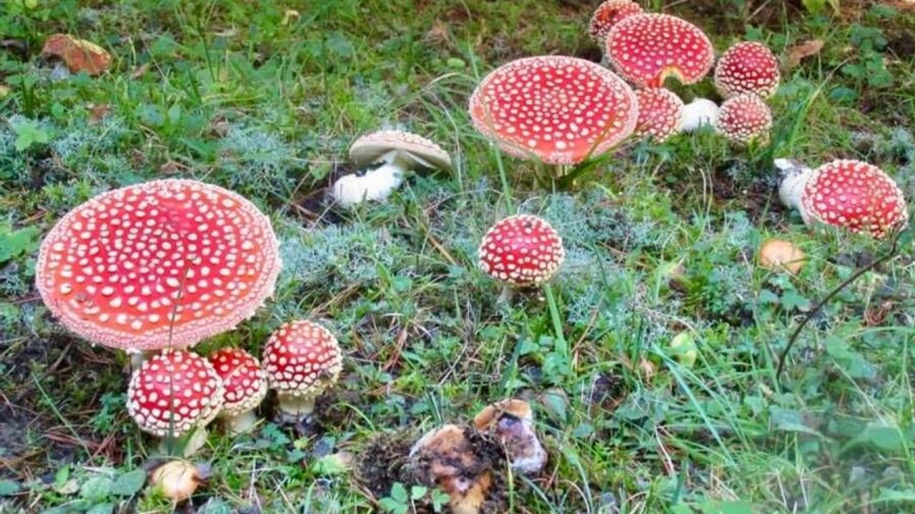 Almanya’da sık görülen 4 zehirli mantar türü