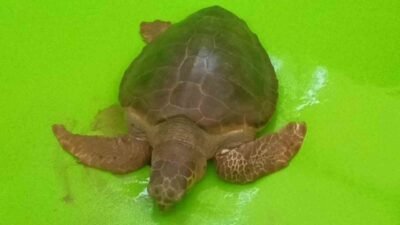 Antalya’da yaralı bulunan Caretta caretta tedavisinin ardından yeniden özgürlüğe kavuştu