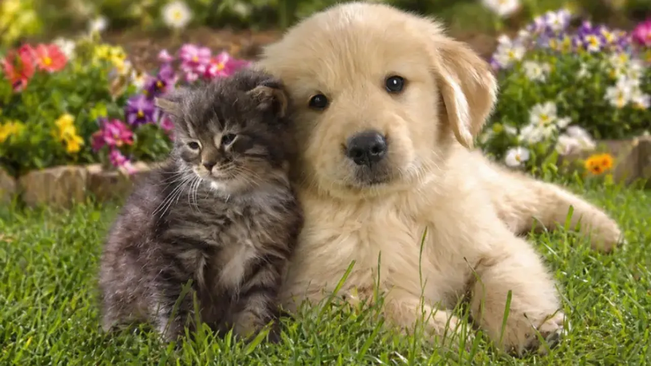 Avrupa Birliği’nde kedi ve köpeklere çip zorunluluğu getirildi