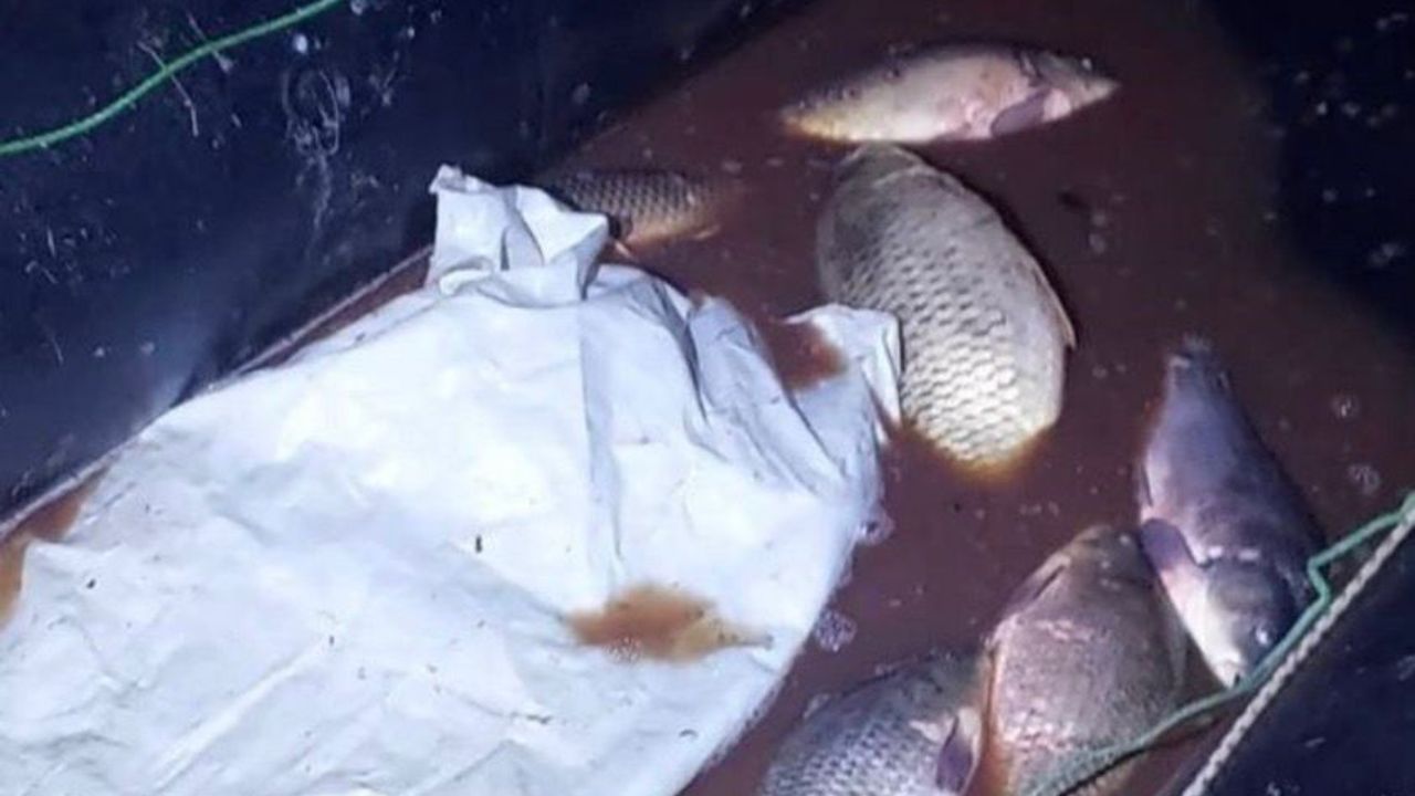 Bolu'da 350 kilo sazan kurtarıldı