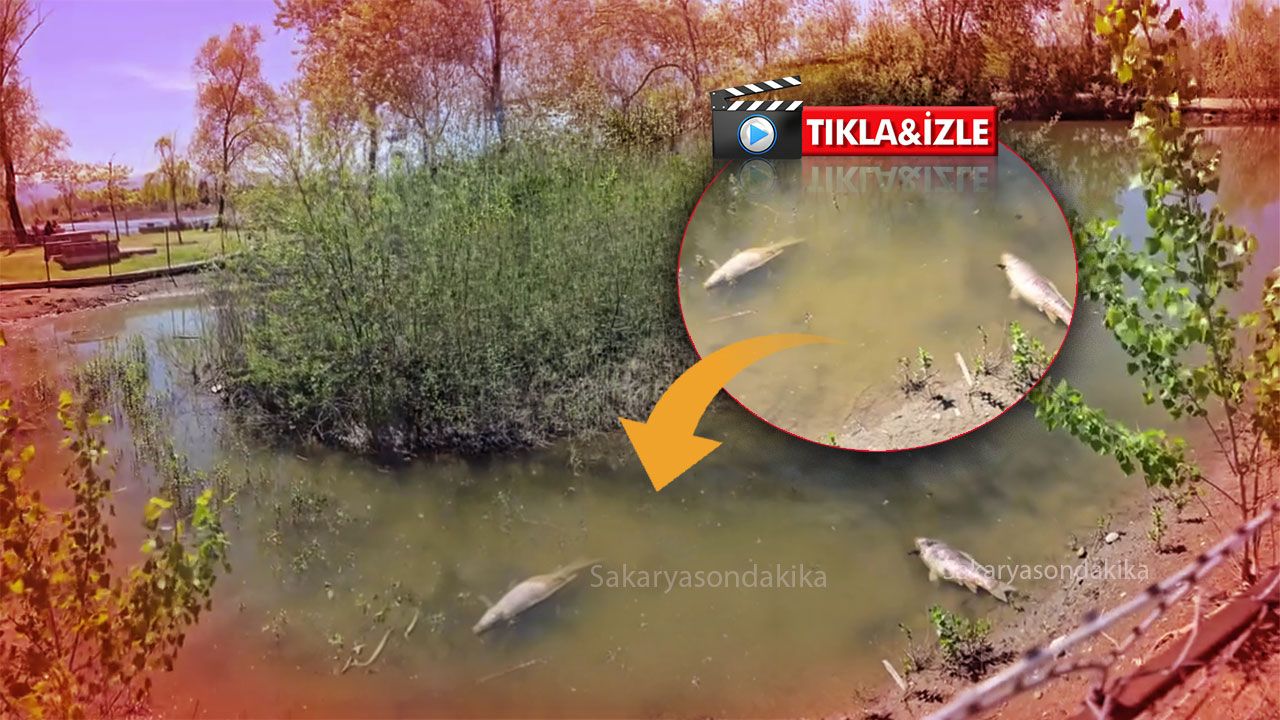 Gölya Tabiat Parkı’nda şaşırtan görüntü...Göl kısında hareketsiz vaziyette gördüler