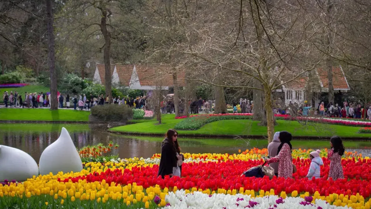 Hollanda’nın en büyük lale bahçesi Keukenhof