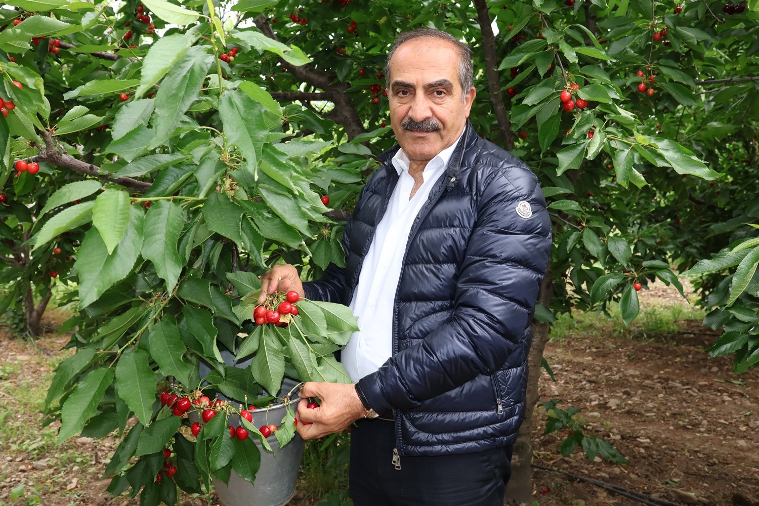 Kirazda Yeni Sezon Başladı: Hedef 60 Bin Ton İhracat