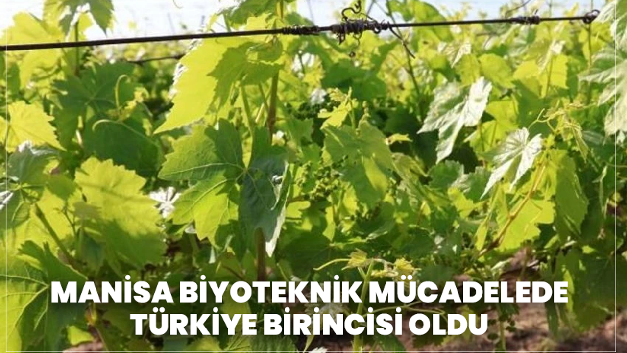 Manisa Biyoteknik Mücadelede Türkiye Birincisi Oldu