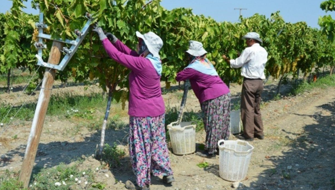 Manisa Tarımda Zirvede: Üretimin Kalbi Bu Şehirde Atıyor