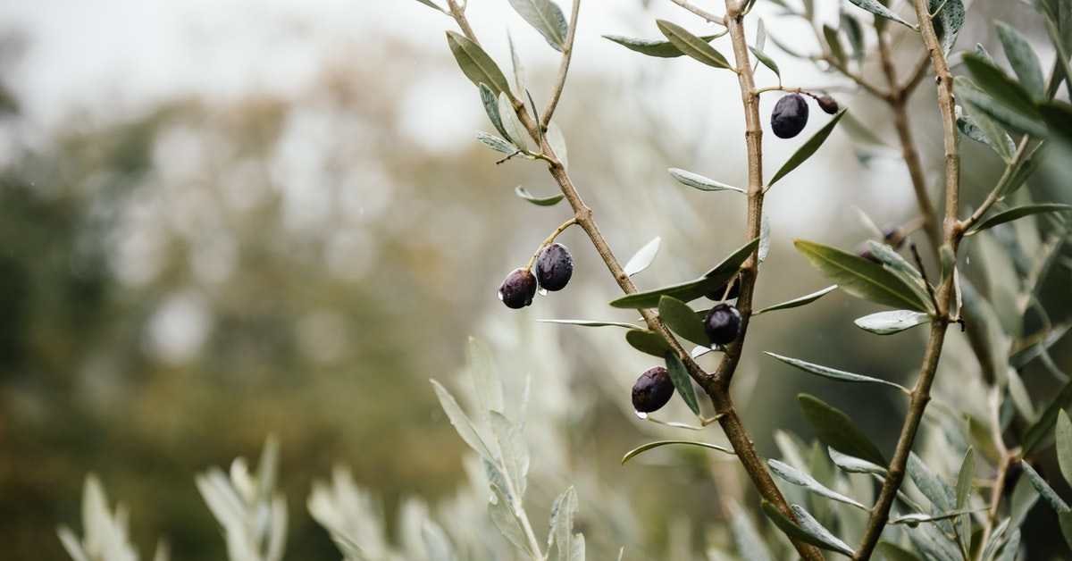 UNESCO Tescilli "Zeytin Mirası" Akhisar’da Masaya Yatırılıyor