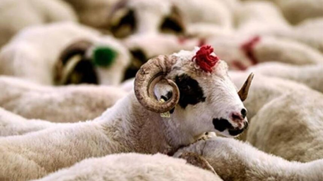 2026 Kurban Bayramı ne zaman, hangi gün?