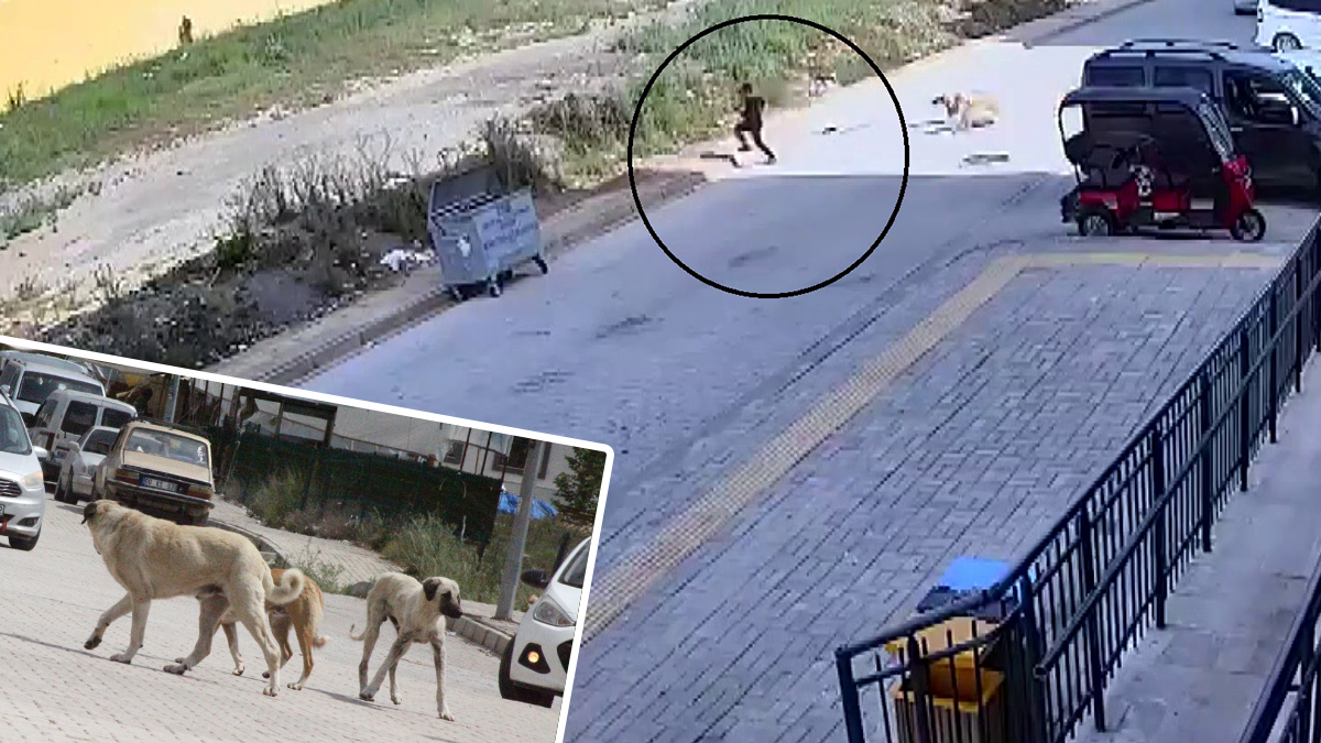 Başıboş sokak köpeği dehşet saçtı: 7 yaşındaki çocuk canını zor kurtardı