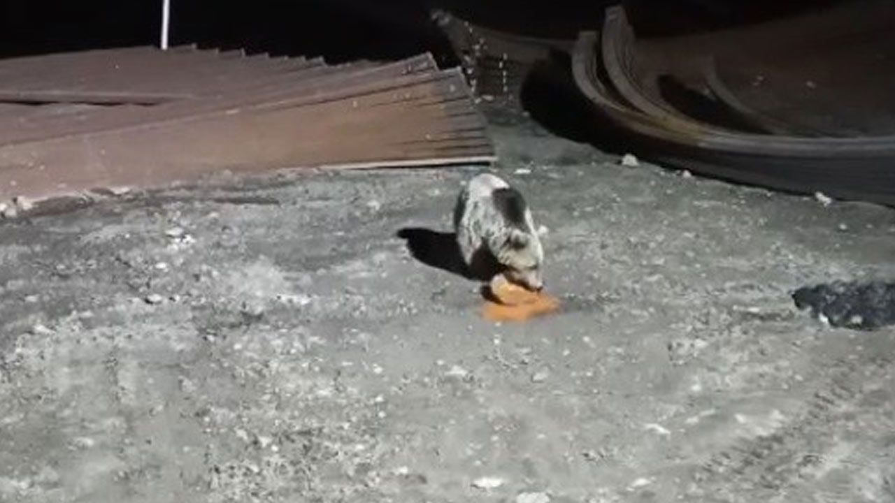 Bayburt'ta ayı köpeklere yakalandı, yine de yemeğini bırakmadı