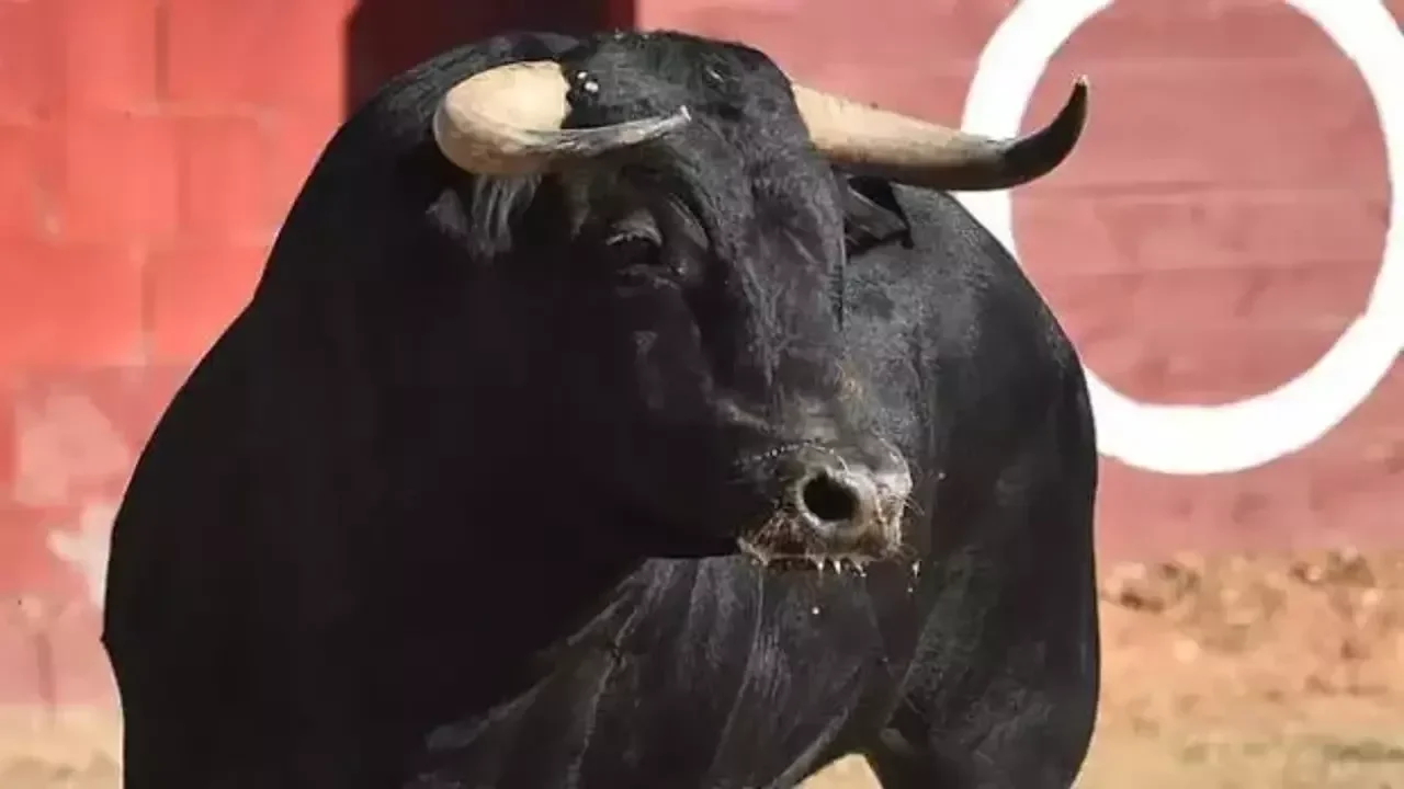 Boğa saldırısına uğramıştı... 51 gün sonra hayatını kaybetti!