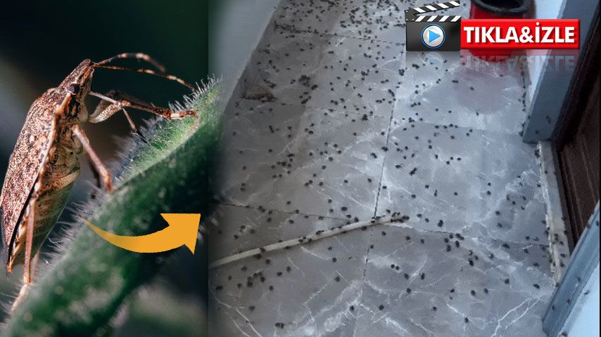 Görüntüler Ferizli'den...korkulan kabus yine başladı