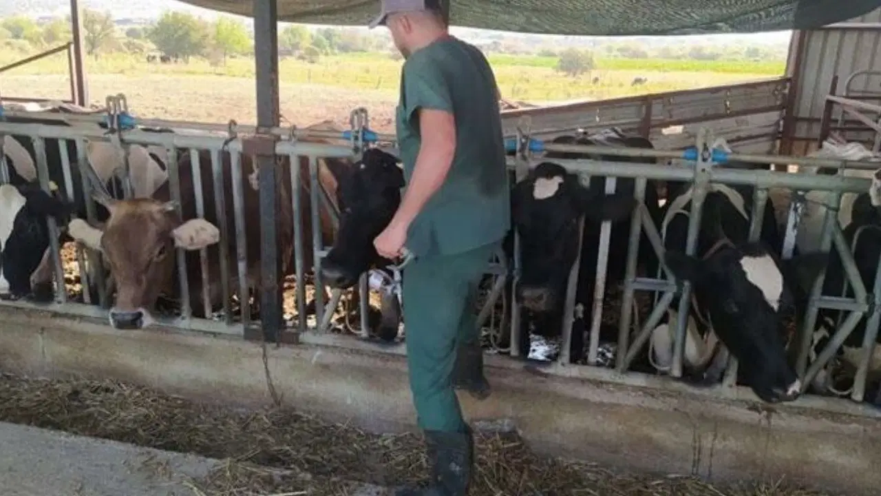 Kurban Bayramı öncesi şap hastalığı alarmı! 17 mahallede karantina tedbirleri alındı