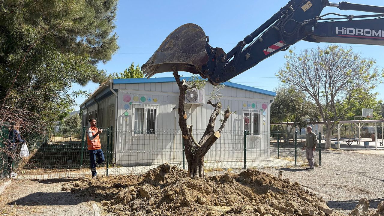 Kuşadası Belediyesi’nden örnek hareket: 410 ağaç kesilmekten kurtarıldı