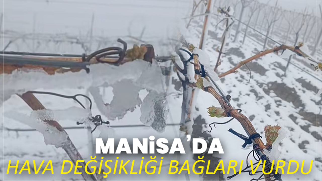 Manisa’da Hava Değişikliği Bağları Vurdu
