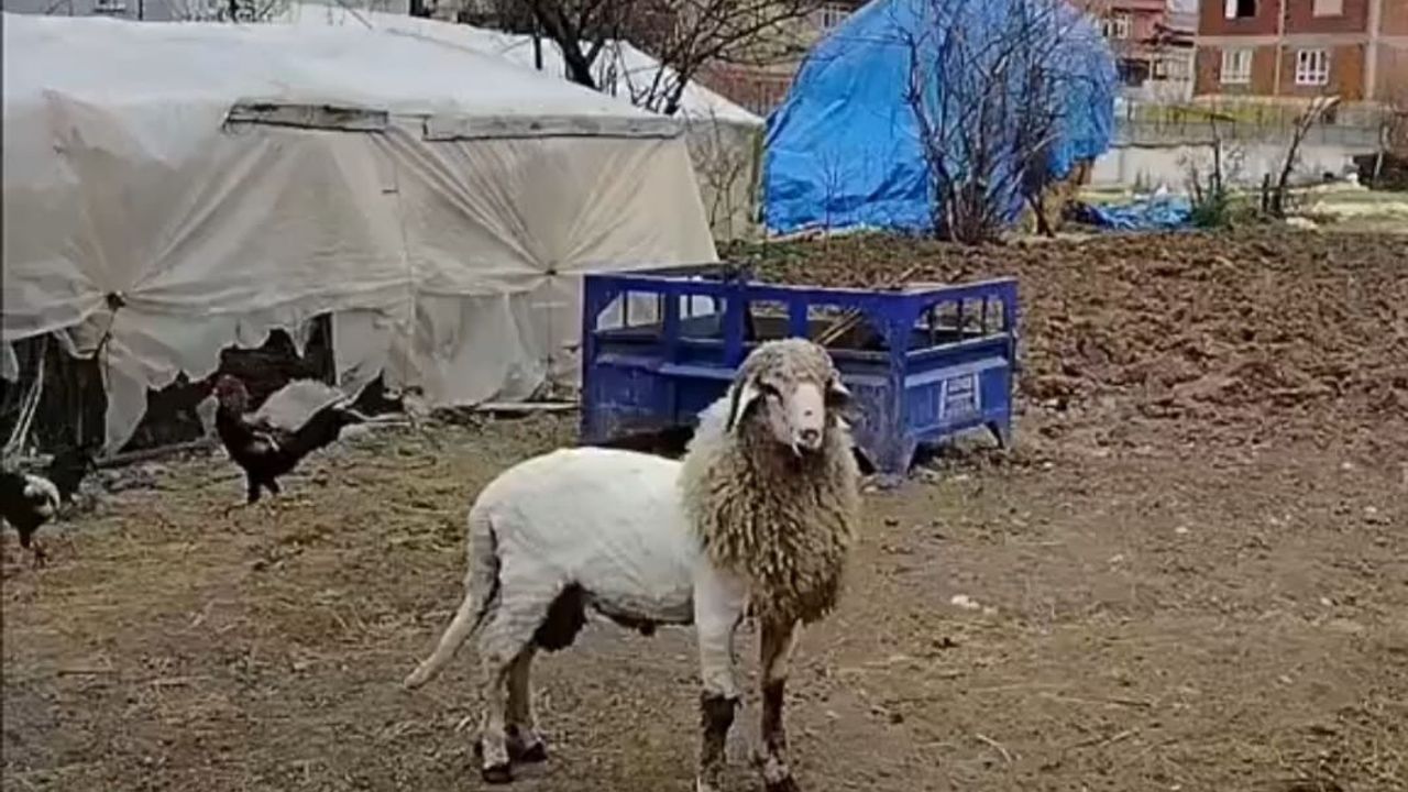 Tokatlı Besicinin Yaratıcılığı Sınır Tanımadı Ahırdan Koyun Değil "Aslan" Çıktı