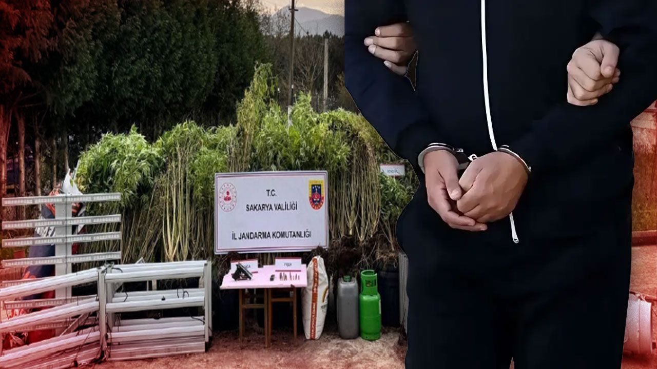 Yapay ışıkla zehir yetiştirmişler! Sapanca ve Arfiye'deki operasyonda şaşırtan detaylar