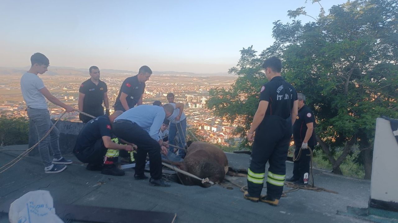 Afyon’da görenleri şaşkına çeviren olay: İnek çatıyı çökertti... İşte o anlar...