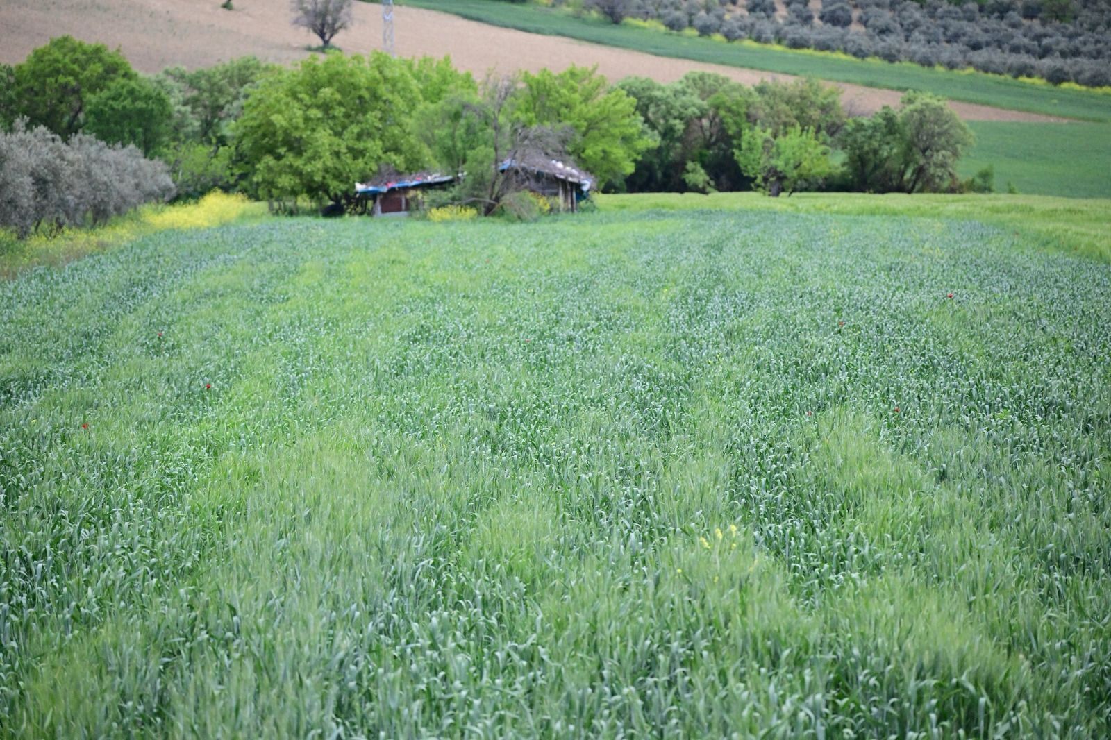 Büyükşehir’in Toprakla Buluşan Tohumları Yeşerdi