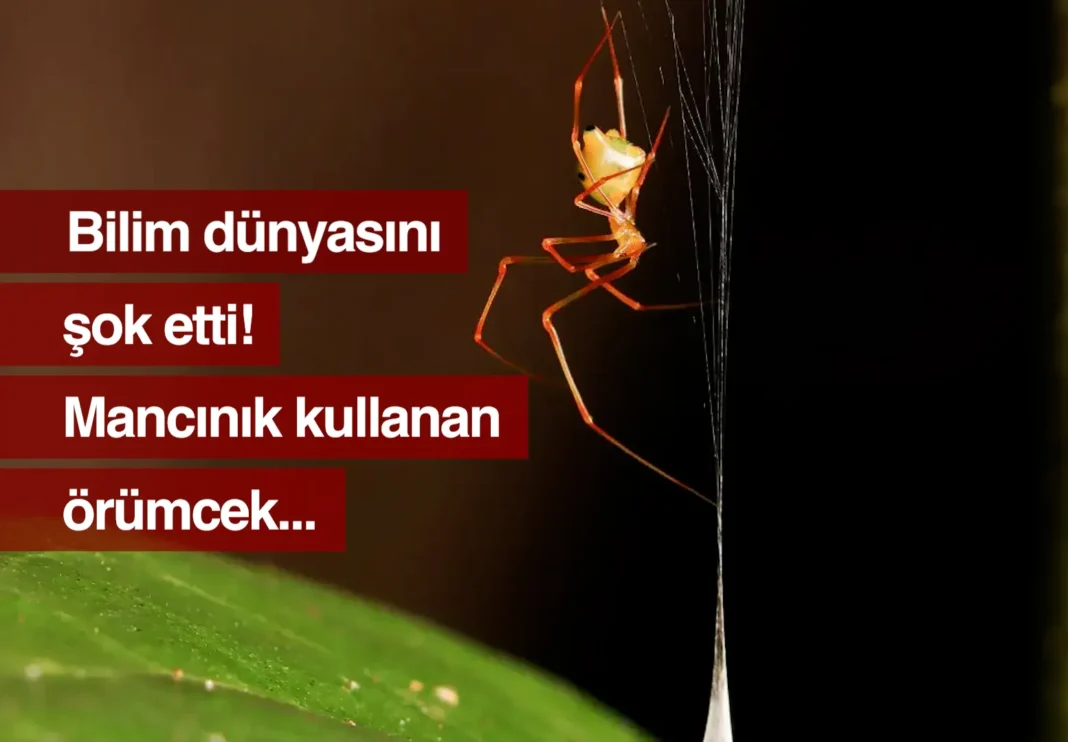 Mancınık kullanan Ballista örümceği bilim dünyasını şaşırttı