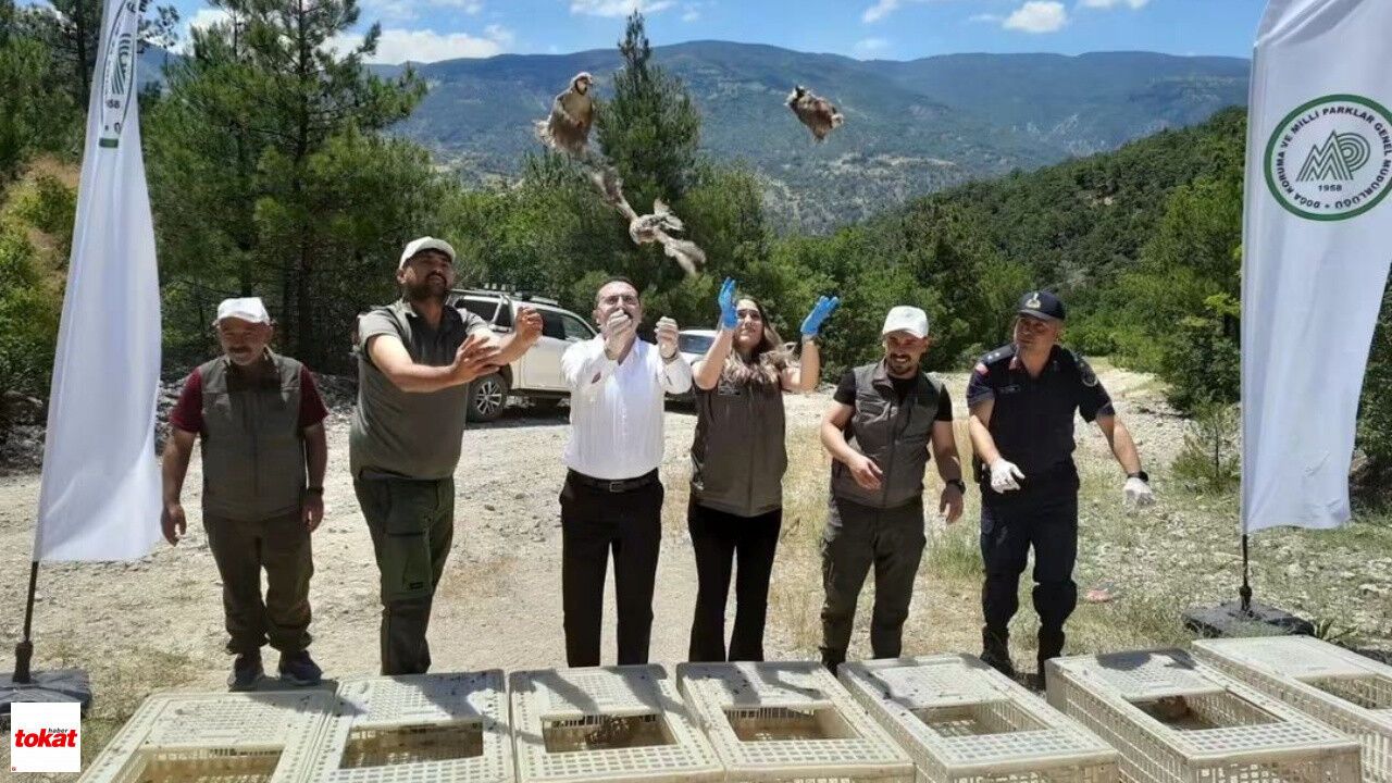 Tokat'ta Doğaya 200 Keklik Salındı: Zararlılarla Biyolojik Mücadele Güçleniyor