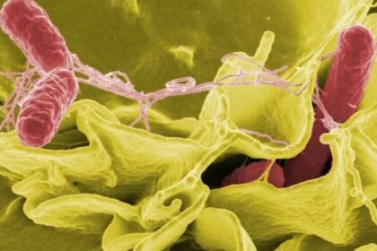 ABD’de salmonella salgını 27 eyalete yayıldı