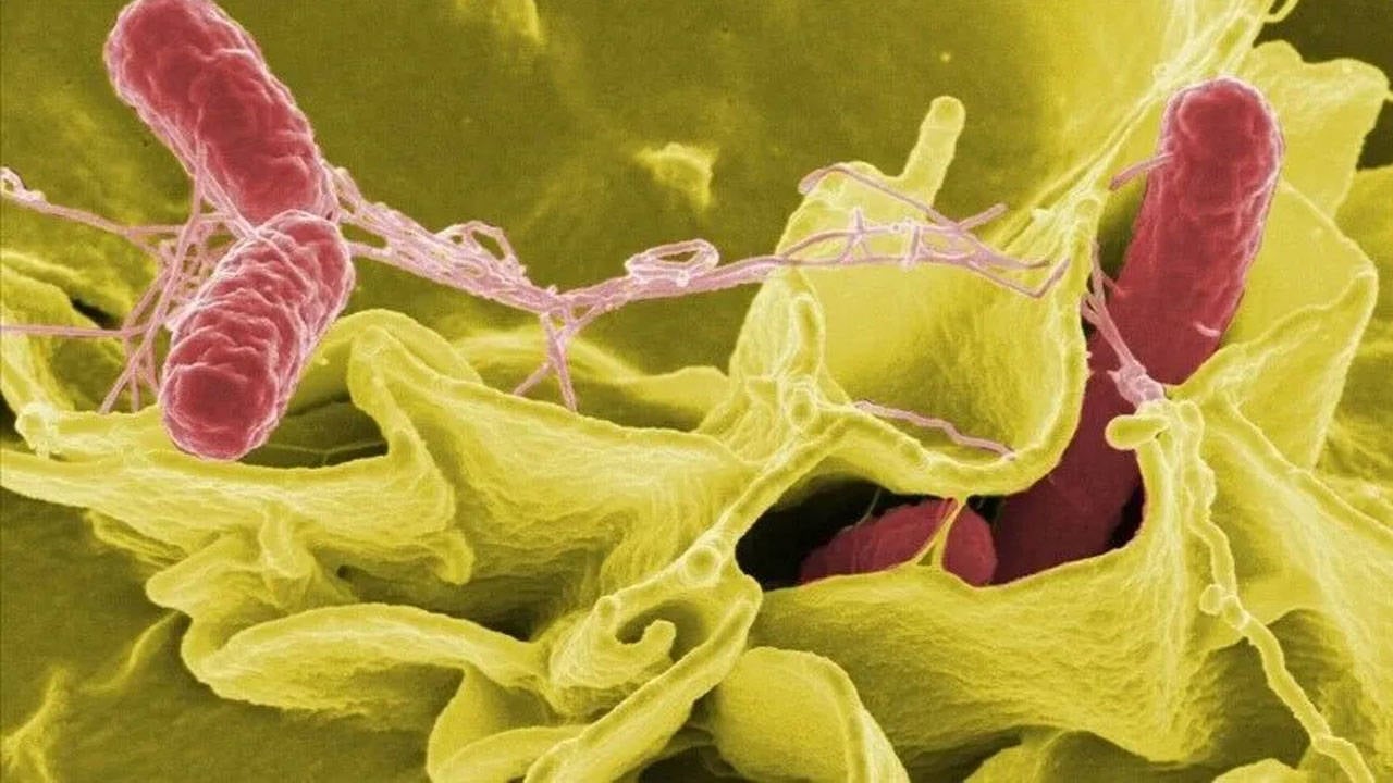 ABD’de salmonella salgını 27 eyalete yayıldı