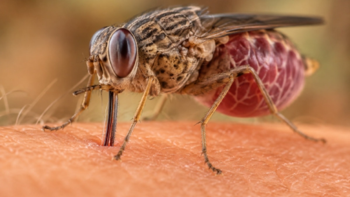 Ağzında mikroskobik bir testere taşıyor: Deriyi kesip kanla besleniyor