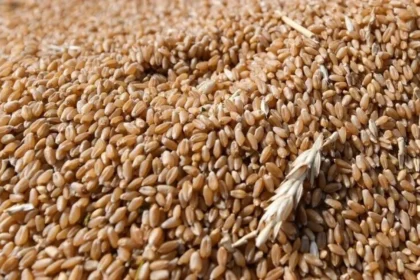 Ekmeklik buğday ihracatı serbest bırakıldı