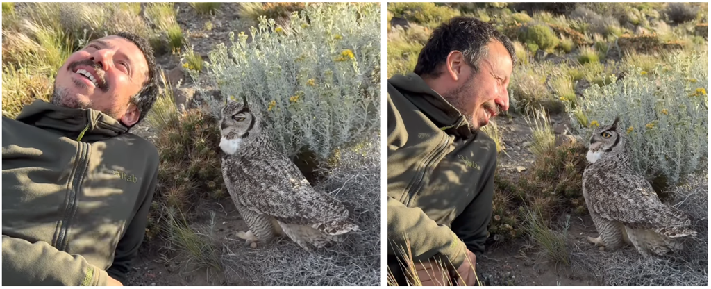 Hantavirüs ya da kedilerden halk sağlığı kahramanı yaratmak