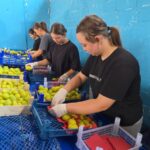 Hasatla birlikte sofraya yolculuk başladı. En önemli geçim kapısı Hasatla birlikte sofraya yolculuk başladı. En önemli geçim kapısı
