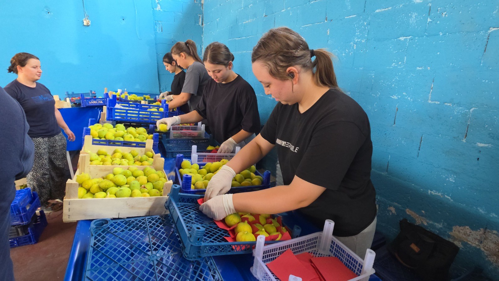 Hasatla birlikte sofraya yolculuk başladı. En önemli geçim kapısı
