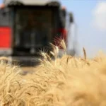 Küresel gıda fiyatları 3,5 yılın zirvesinde