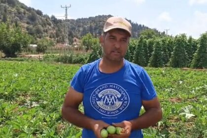 Mersin’de üreticiler isyan etti: Tarlada 15-38 TL, markette 90-138 TL Mersin’de üreticiler isyan etti: Tarlada 15-38 TL, markette 90-138 TL