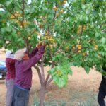 Susuz bölgede 500 kayısı ağacı yetiştirdi, 4 ton verim aldı!