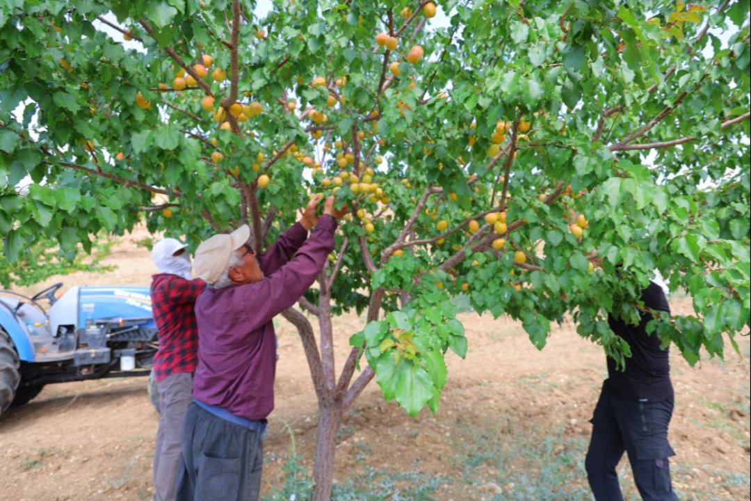 Susuz bölgede 500 kayısı ağacı yetiştirdi, 4 ton verim aldı!