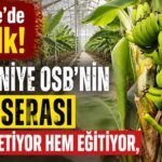 Türkiye’de Bir İlk! Osmaniye OSB’nin Muz Serası Hem Üretiyor Hem Eğitiyor