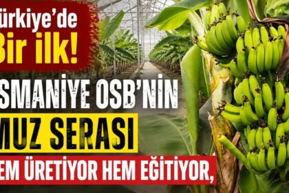 Türkiye’de Bir İlk! Osmaniye OSB’nin Muz Serası Hem Üretiyor Hem Eğitiyor