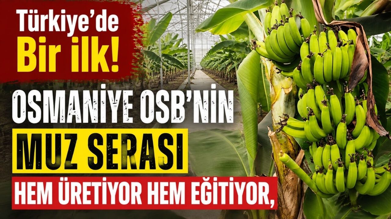 Türkiye’de Bir İlk! Osmaniye OSB’nin Muz Serası Hem Üretiyor Hem Eğitiyor